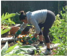 Planting at the Edible Garden