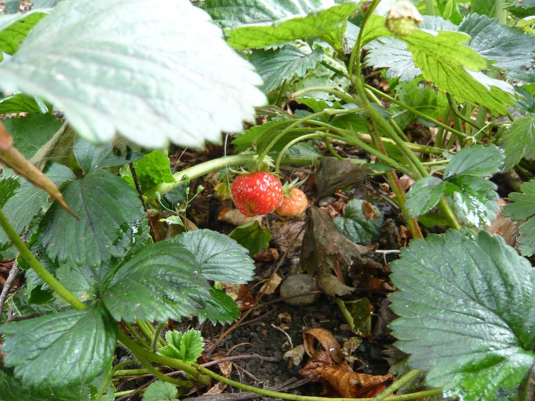 Strawberries growing in a garden
