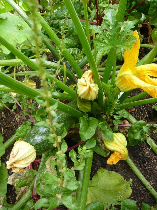 Courgette Plant